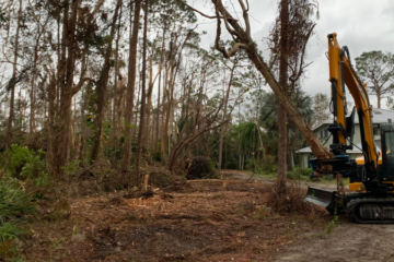 Tree Removal